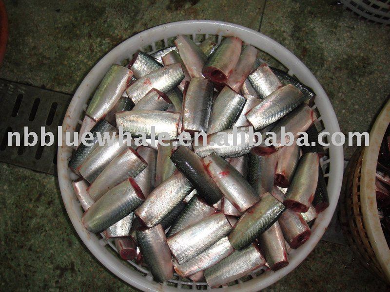  Pacific   Frozen   Mackerel 