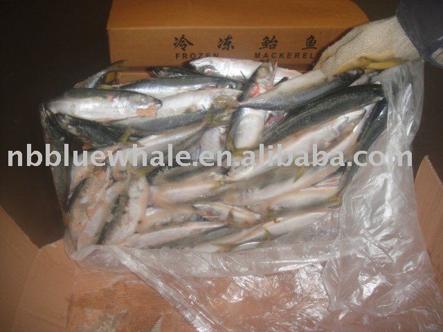  small   size   Mackerel 