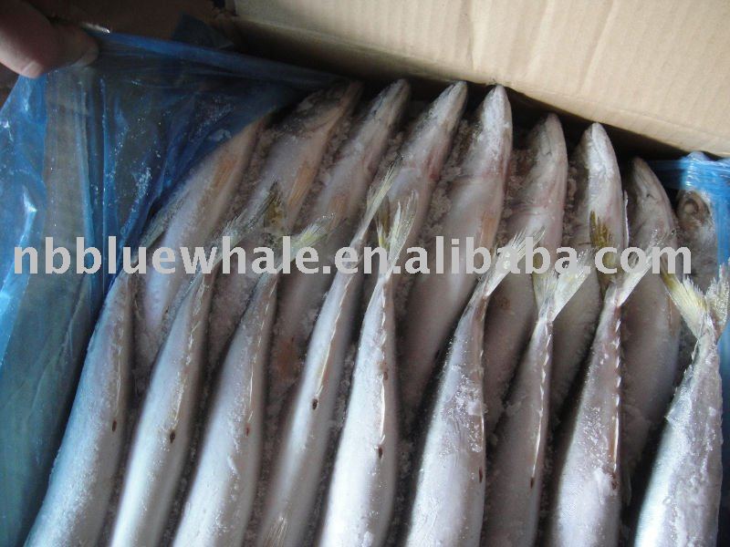 whole round 400-600g frozen pacific mackerel