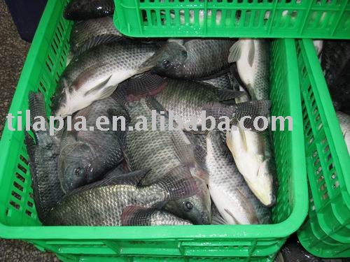frozen  tilapia  farmed