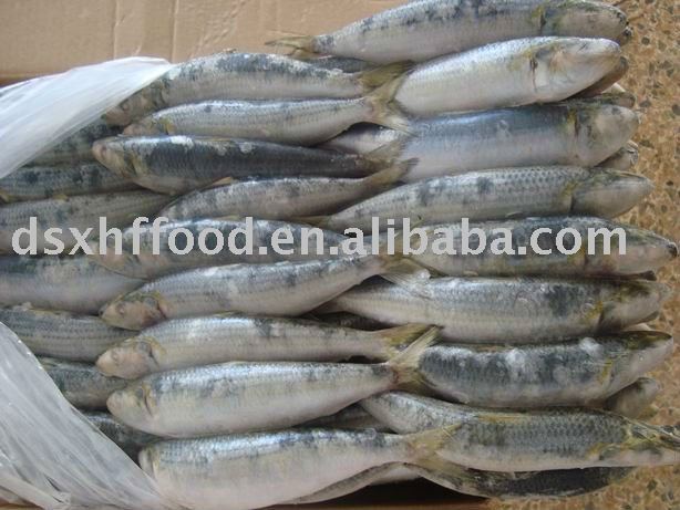 Frozen Whole Sardine