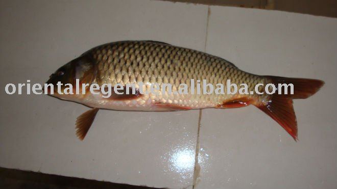 Frozen Carp Whole Round