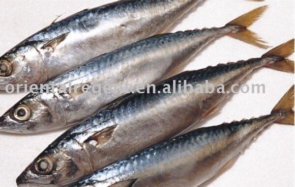  IQF   Horse   Mackerel 