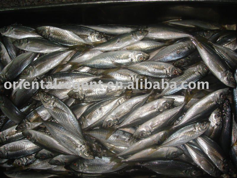 Fresh frozen horse mackerel
