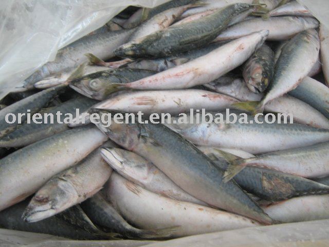 Fresh frozen mackerel