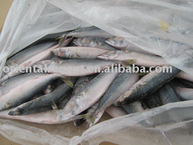  Chinese   mackerel 