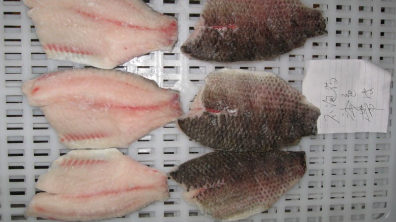  tilapia   fillet s  skin -on