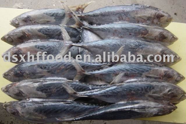 Frozen Whole China Bonito