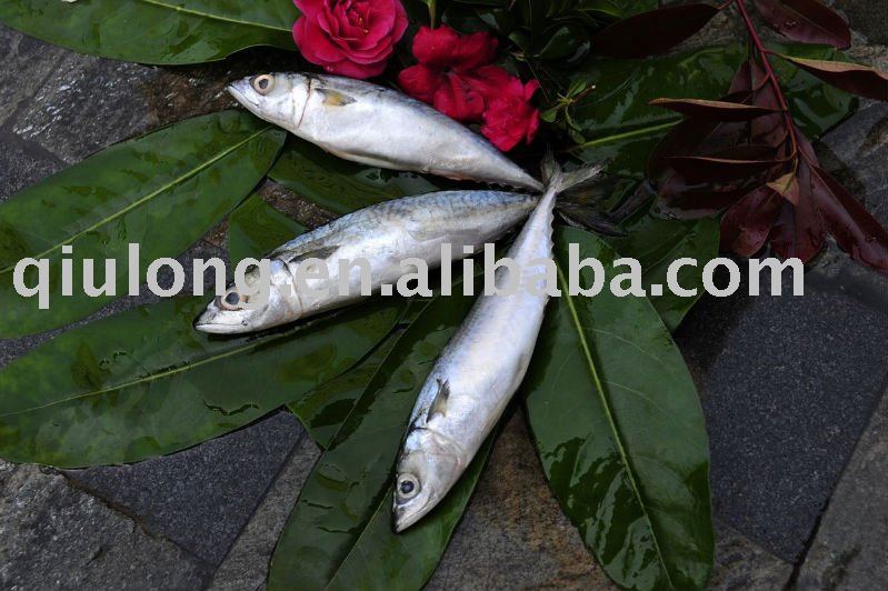 new coming 100-200g WR frozen mackerel fish