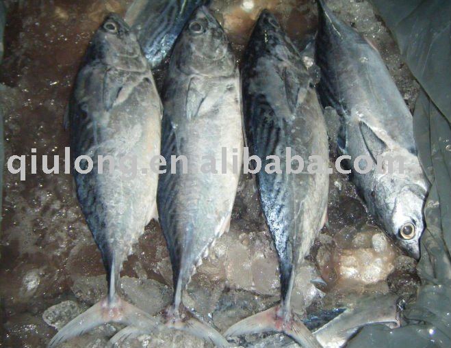 good quality  whole   round   frozen   skipjack 