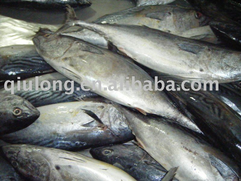 frozen fish ( skipjack tuna)