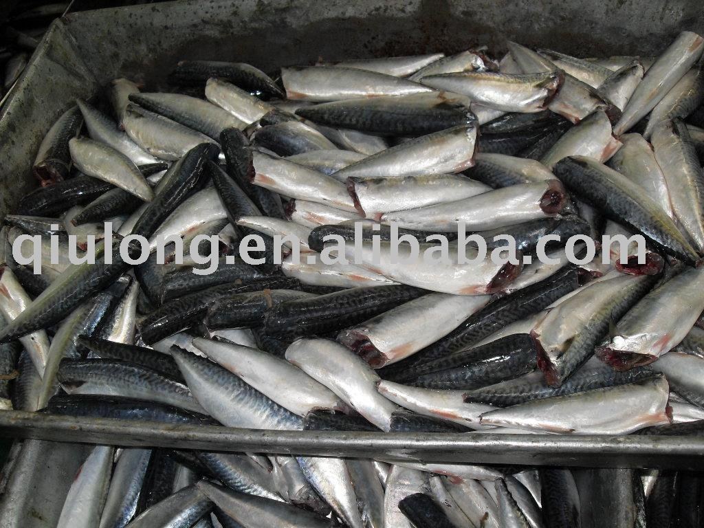 frozen food (new mackerel hgt)
