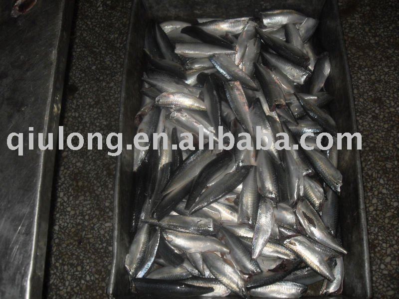 food  (new mackerel hgt)