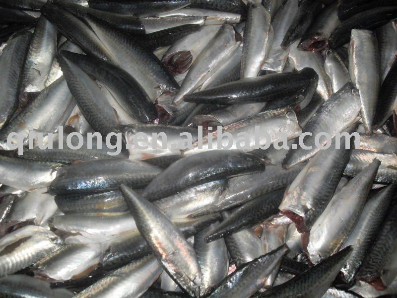 seafood  ( new   mackerel  hgt)