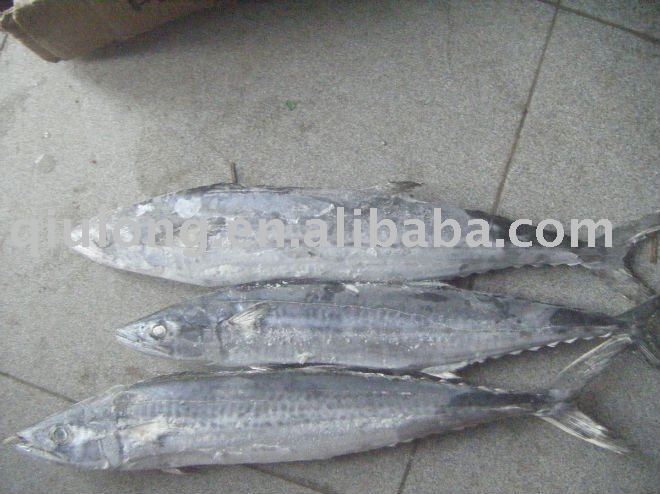 fish (WR frozen spanish mackerel)