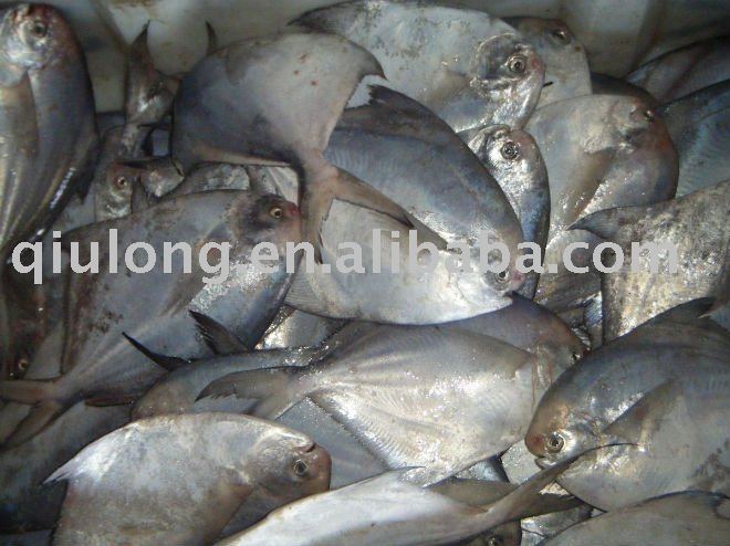 good quality WR frozen pomfret