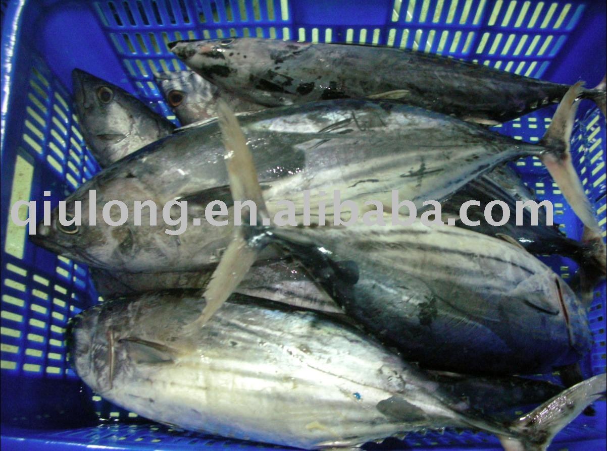 frozen fish (skipjack)