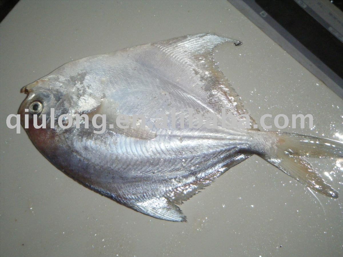 frozen fish ( pomfret)