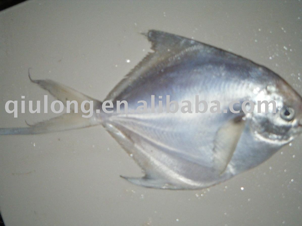 fish  ( pomfret)