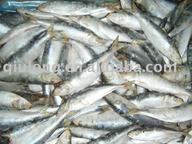 frozen sardine (whole round )