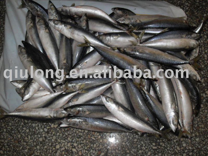 frozen chub  mackerel