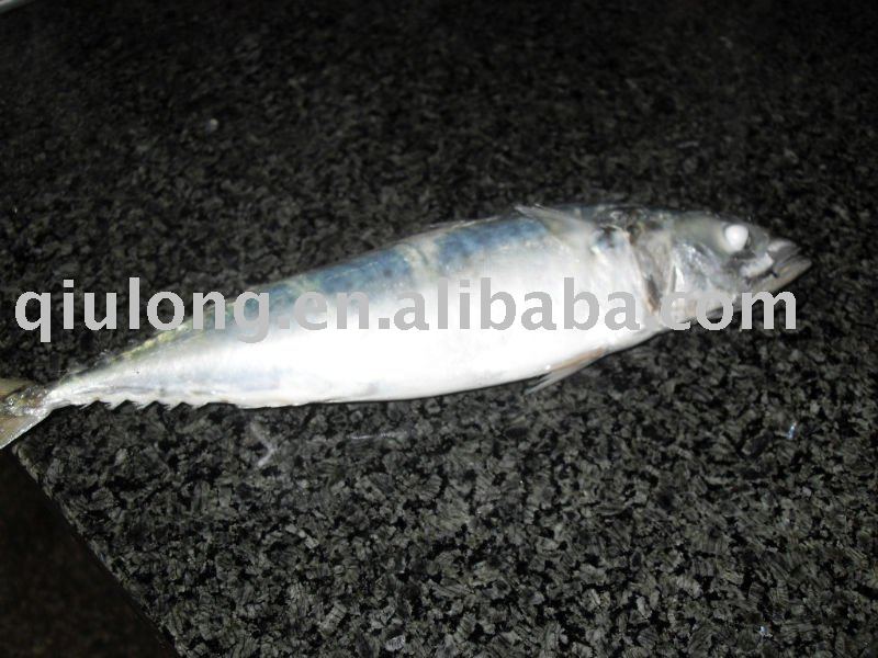 frozen atlantic mackerel