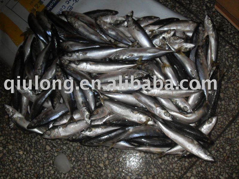 frozen  saba mackerel