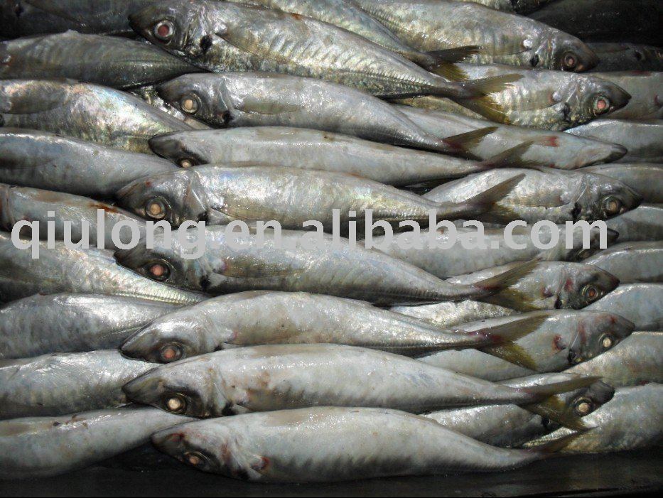 frozen new horse mackerel