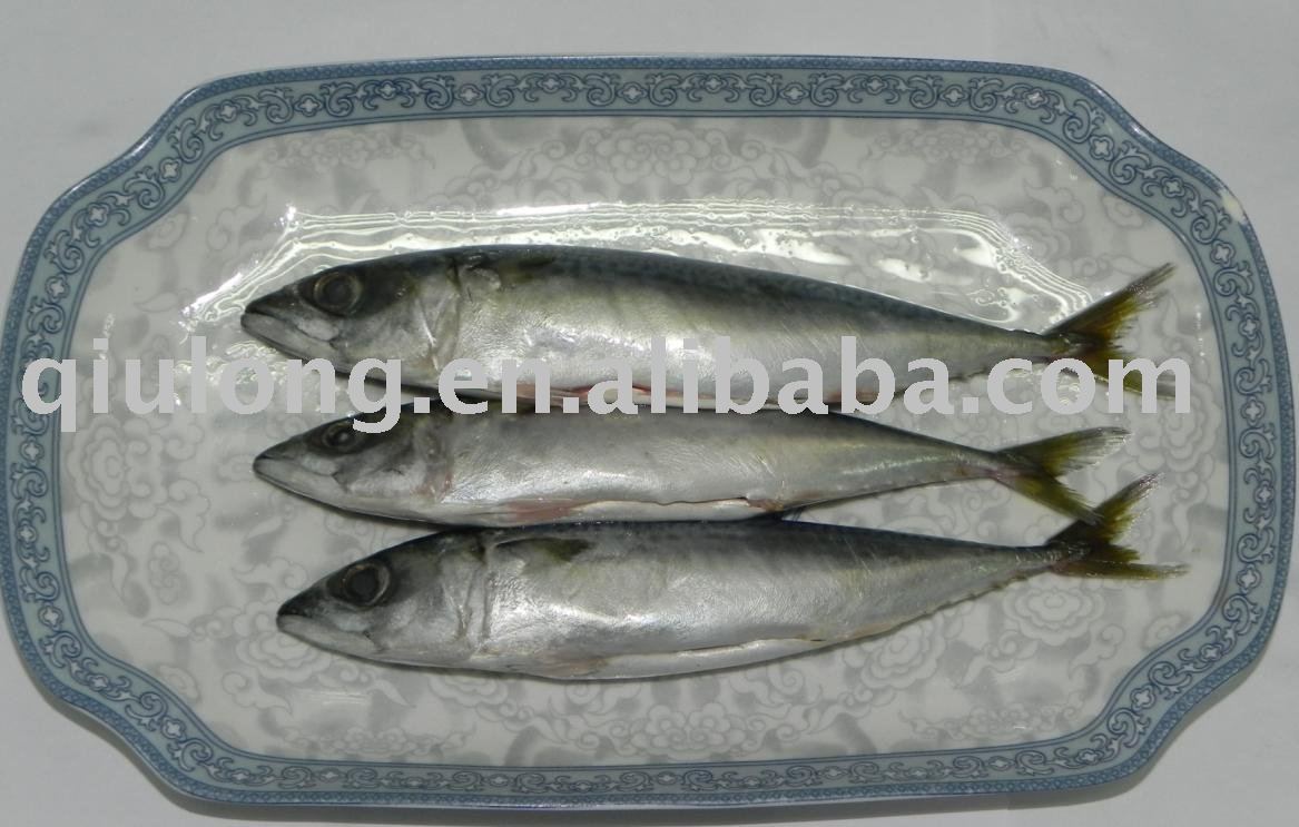 frozen fish (mackerel gutted)