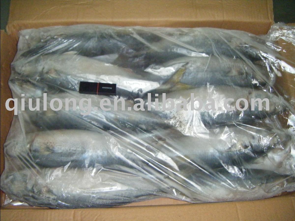  frozen   saba    mackerel 
