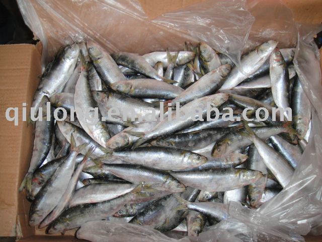 frozen whole round sardine