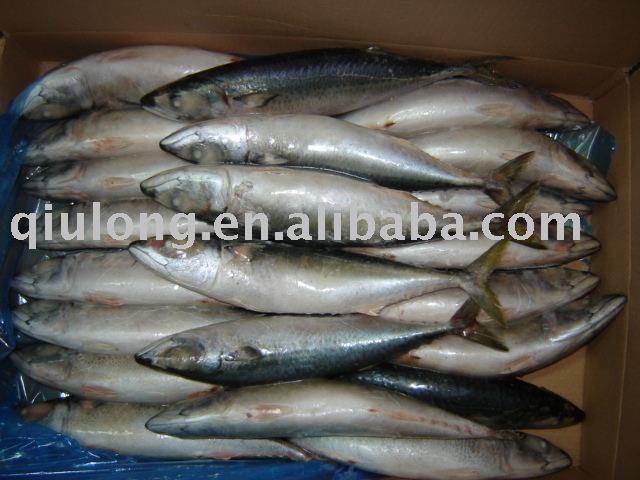 frozen saba mackerel