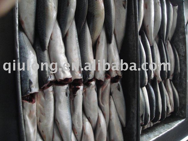 frozen atlantic mackerel hgt