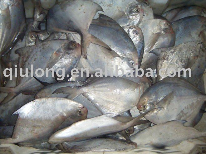 frozen   fish  ( pomfret )