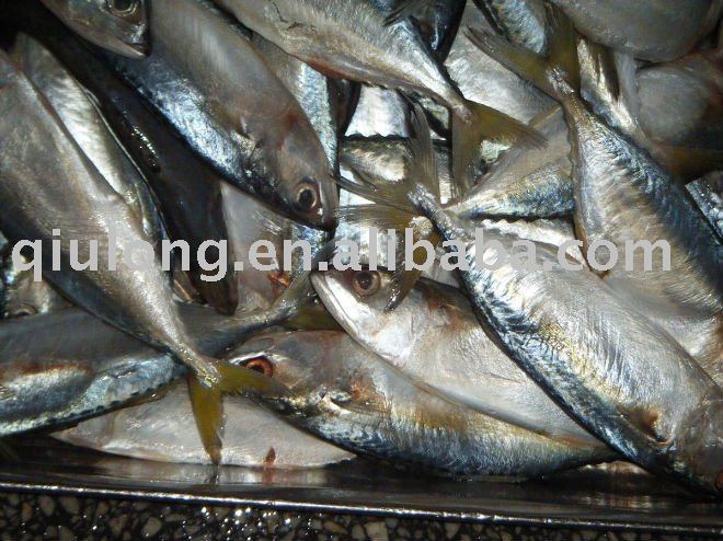 frozen fish ( indian mackerel  )