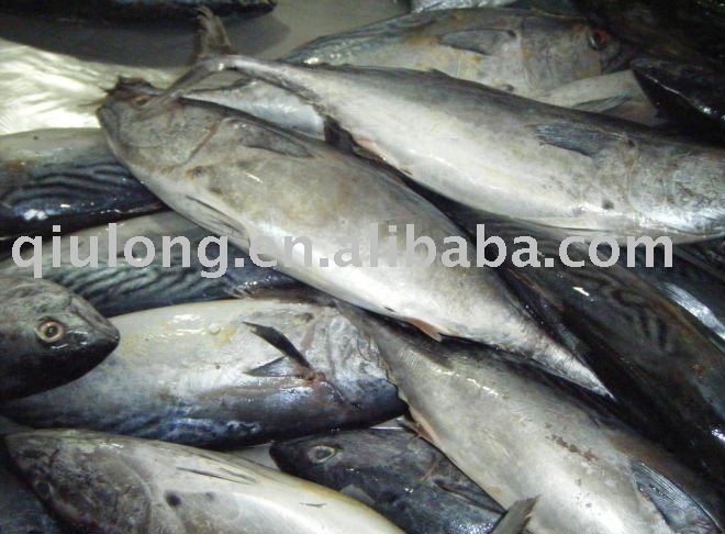 frozen fish ( skipjack)