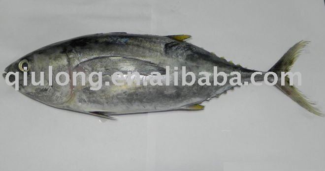 frozen fish (yellow fin tuna)