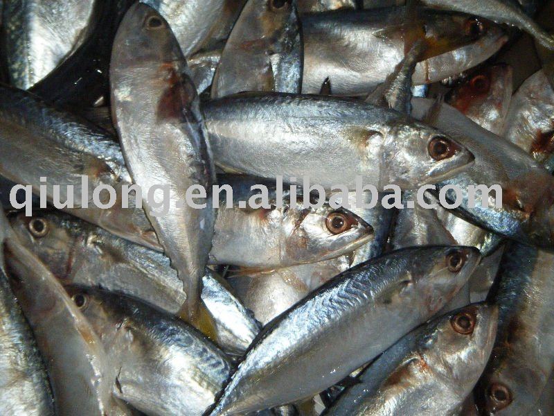 frozen fish  (indian mackerel)