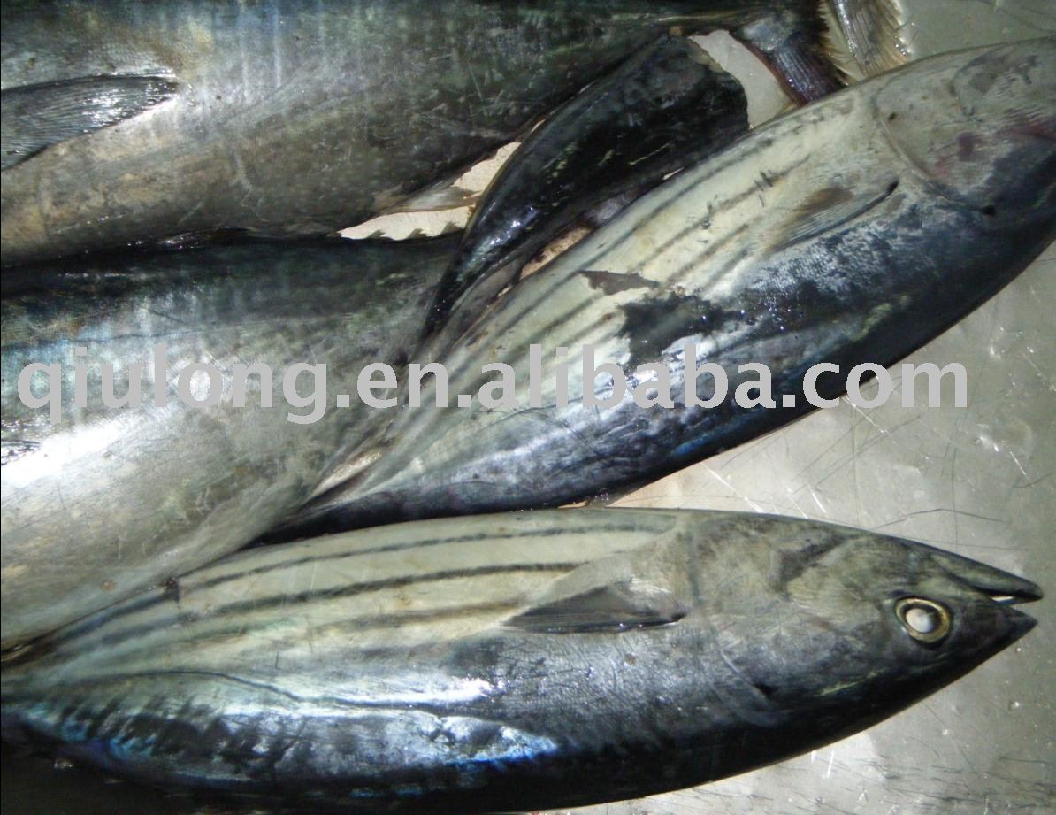 frozen skipjack whole round