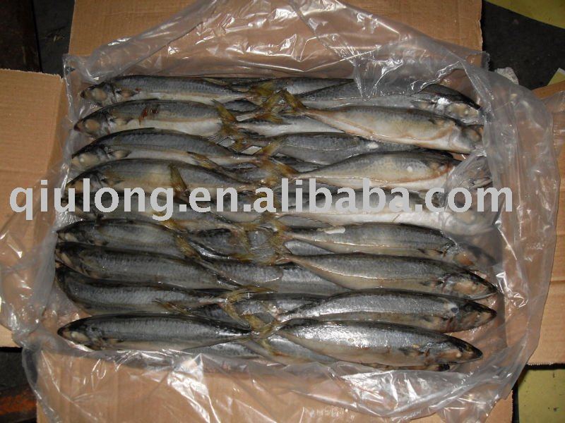 frozen mackerel new coming