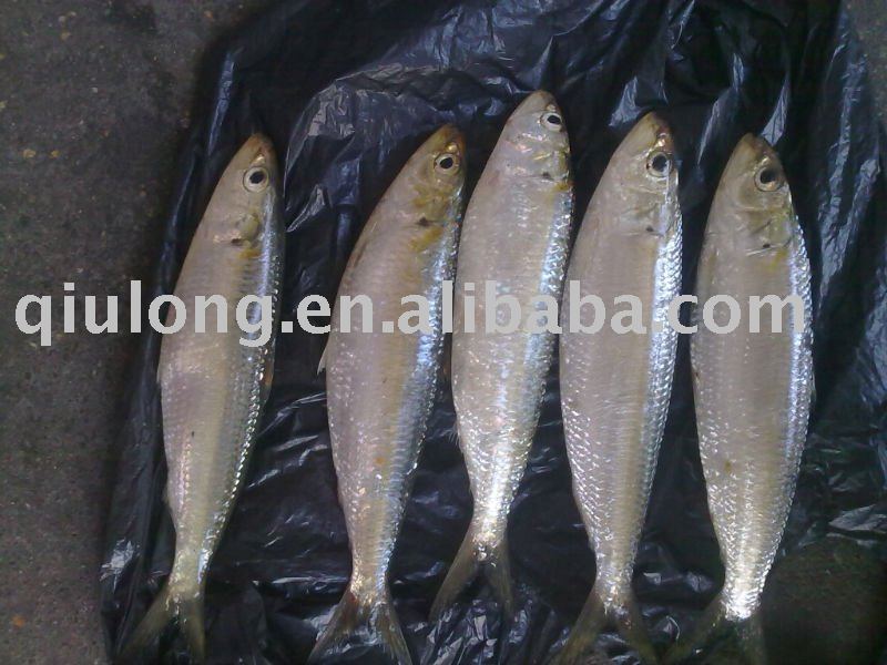  frozen   whole   round   sardine  fish 8-10pcs/kg