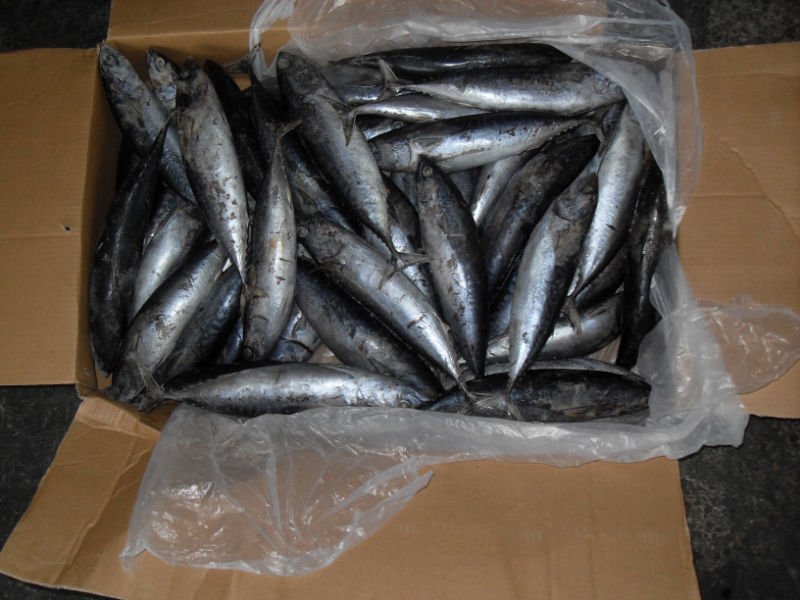 frozen whole round 200-300g bonito tuna (auxis thazard)