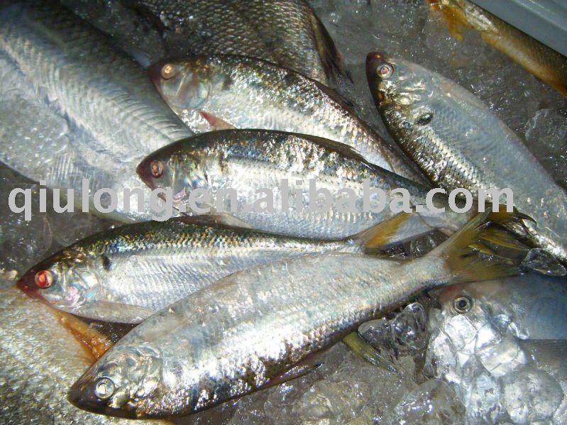 new sardine WR