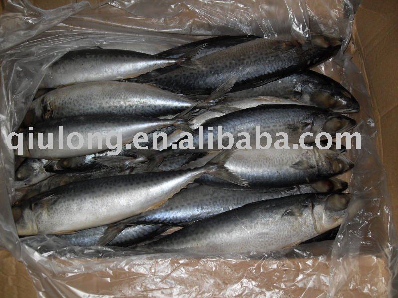 frozen mackerel for fish,China QIULONG price supplier - 21food