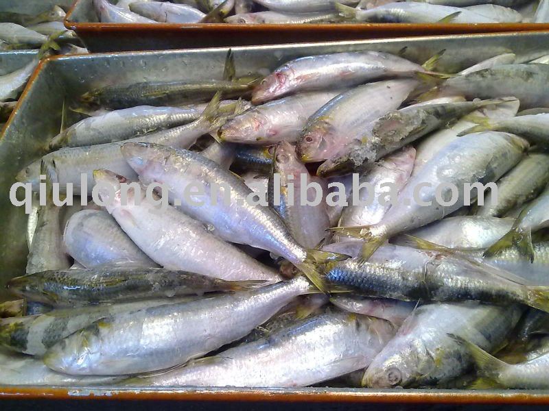 new sardine whole round