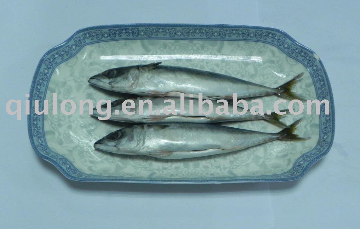 good quality mackerel gutted