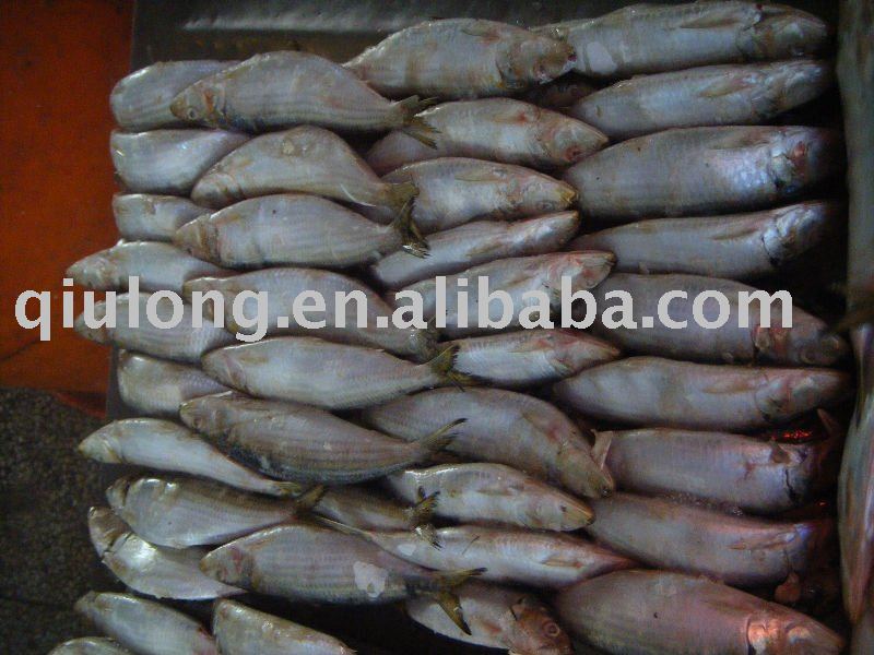 frozen sardine whole round,China QIULONG price supplier - 21food