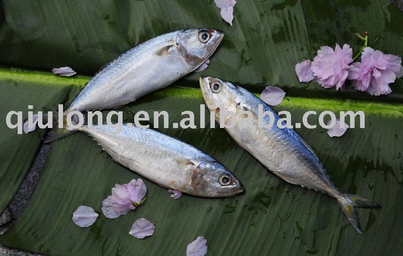 grade B WR  8 - 10  pcs/kg frozen indian  mackerel  fish