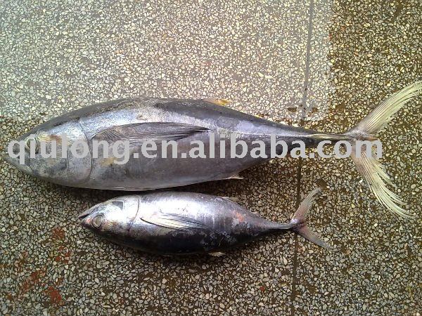  fish  (yellow  fin )