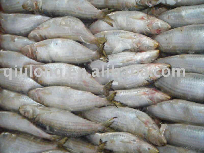 frozen good quality sardine whole round